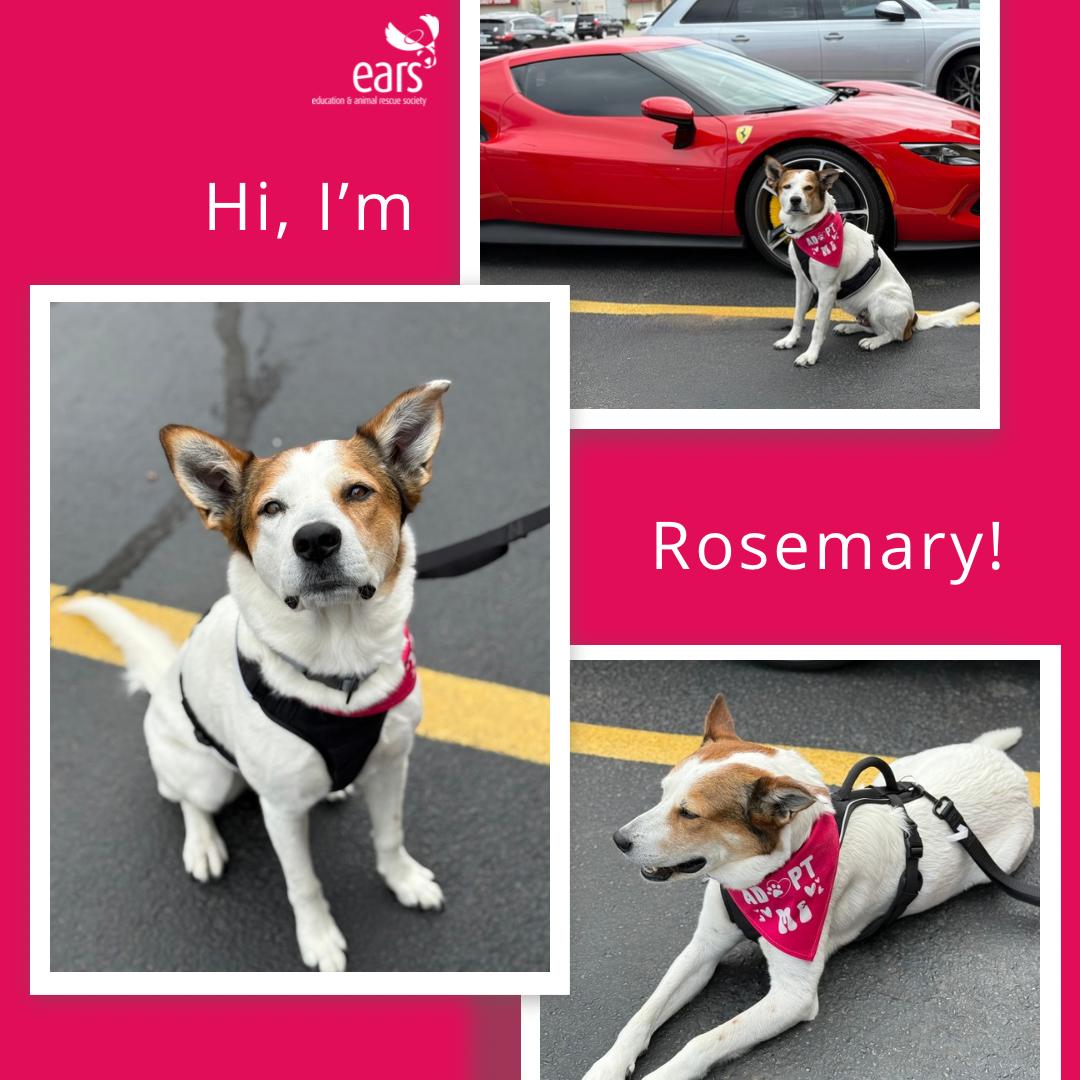 Enlarge Rosemary - EXT JA, a Adoptable mixed breed in Dallas, TX image 1/4
