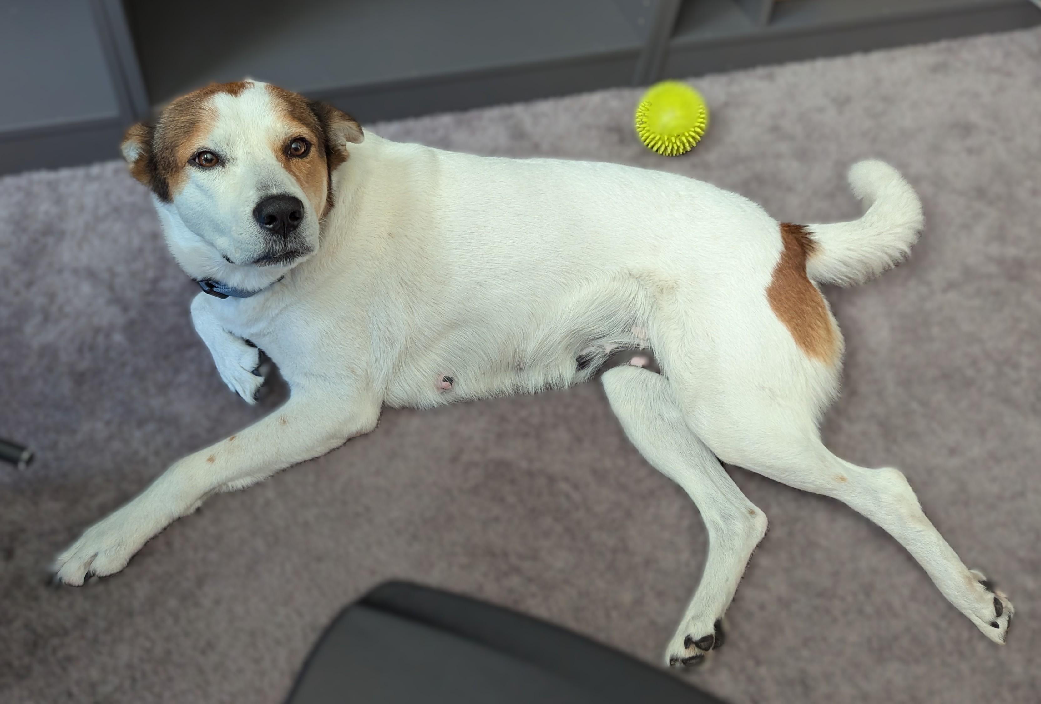 Enlarge Rosemary - EXT JA, a Adoptable mixed breed in Dallas, TX image 4/4