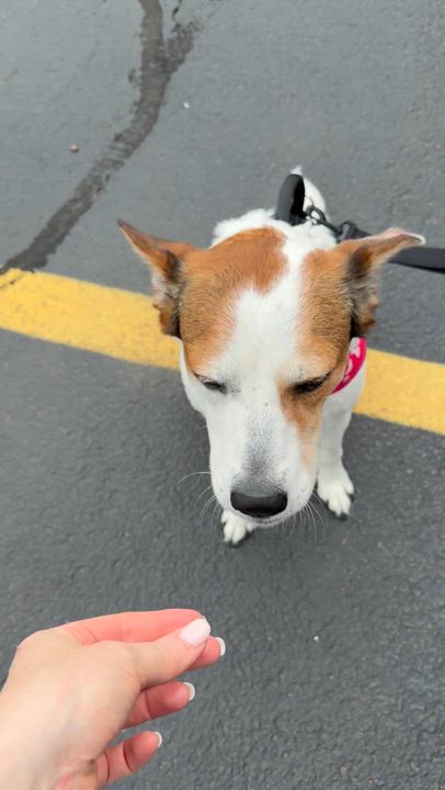 Enlarge Rosemary - EXT JA, a Adoptable mixed breed in Dallas, TX video 3/4