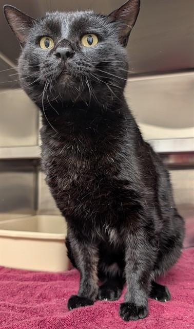 GULLIVER, Adoptable, Adult Male Domestic Short Hair.