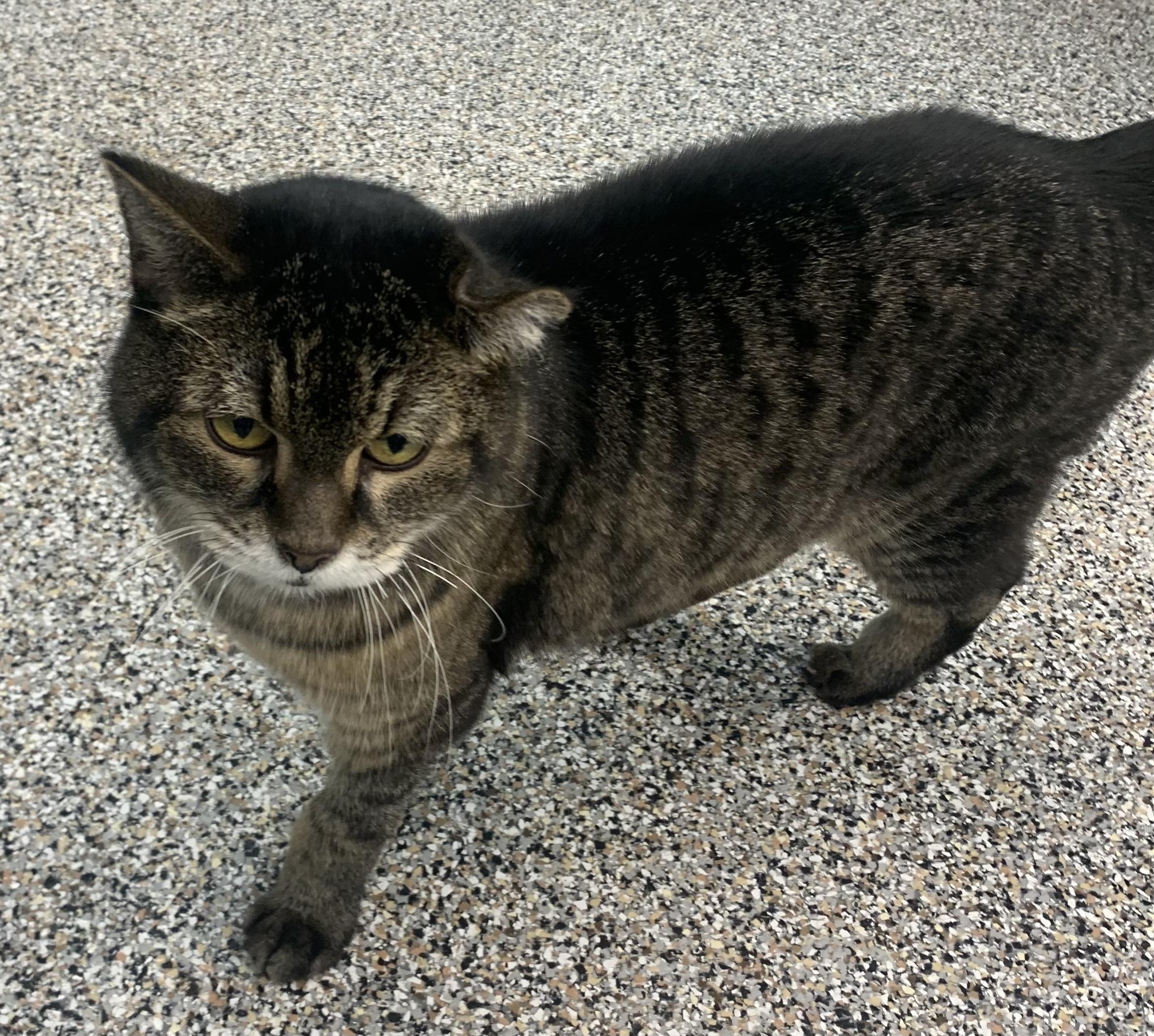 Lennox, Adoptable, Senior Male Domestic Short Hair.