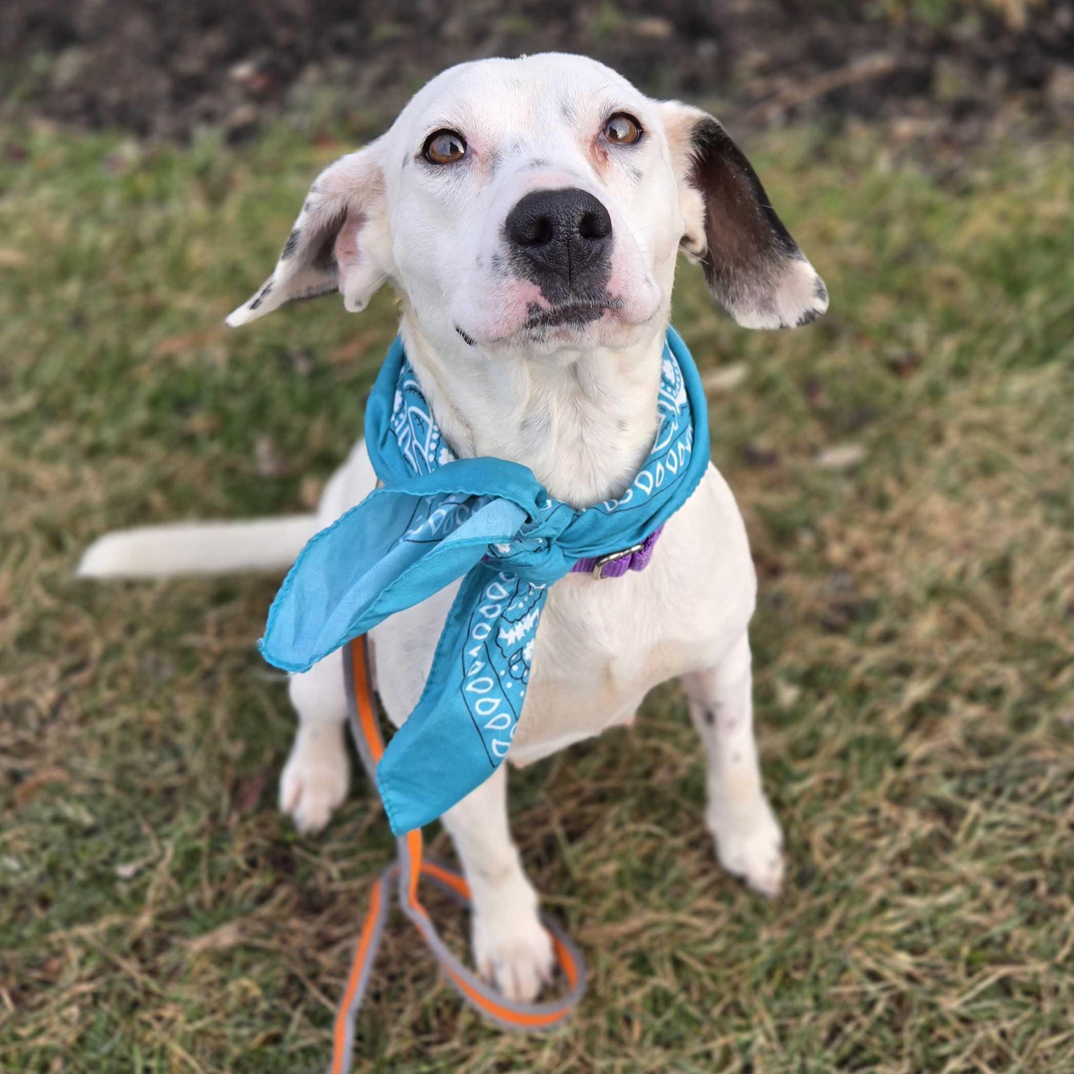 Oreo Cheesecake, ADOPTABLE, Young Female Beagle.