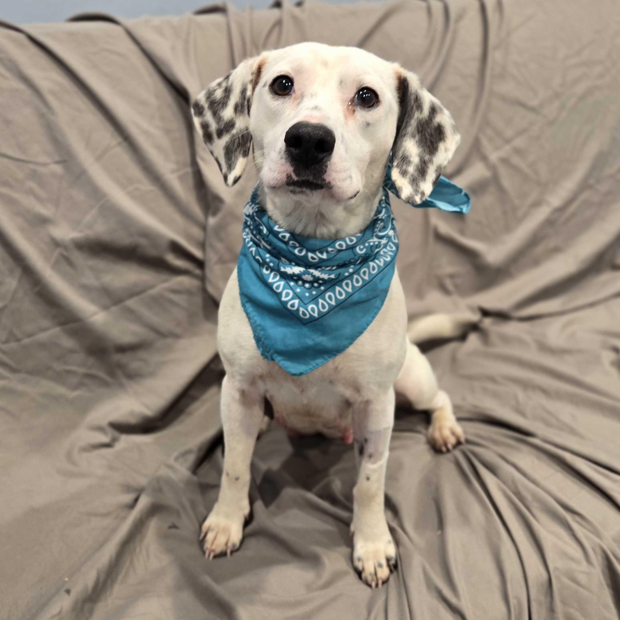 Oreo Cheesecake, a ADOPTABLE Beagle in Canal Winchester, OH image 2/4