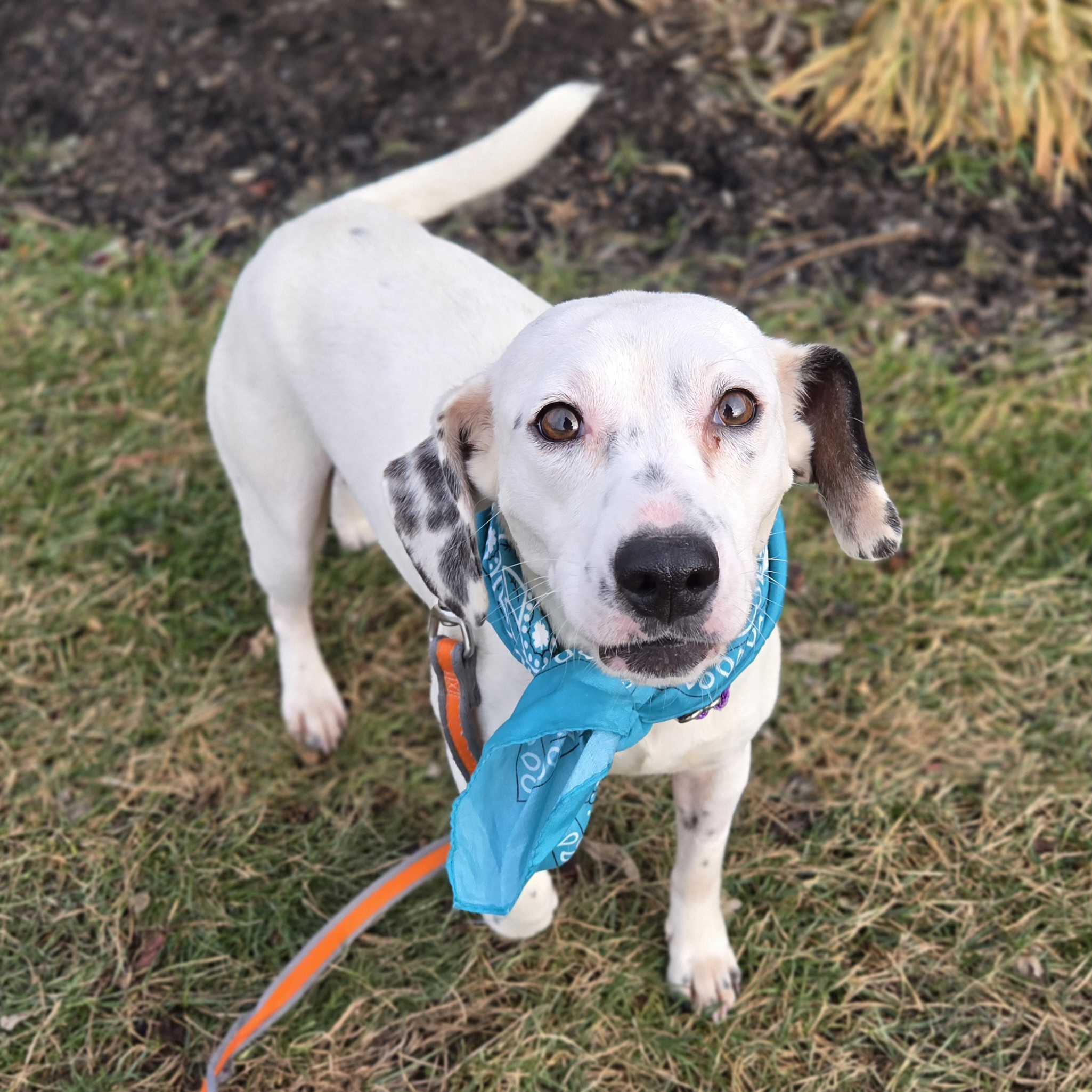 Oreo Cheesecake, a ADOPTABLE Beagle in Canal Winchester, OH image 3/4