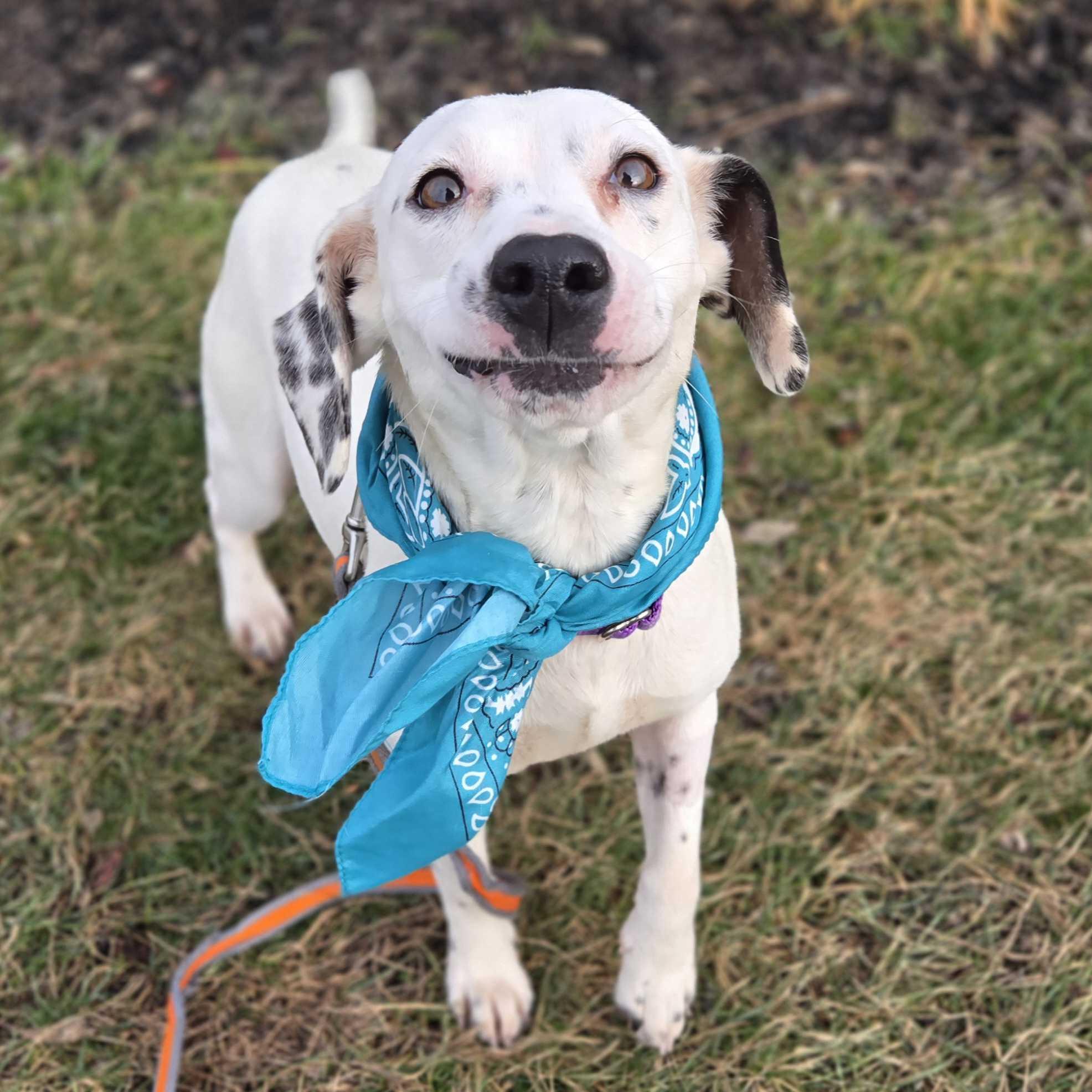 Oreo Cheesecake, a ADOPTABLE Beagle in Canal Winchester, OH image 4/4