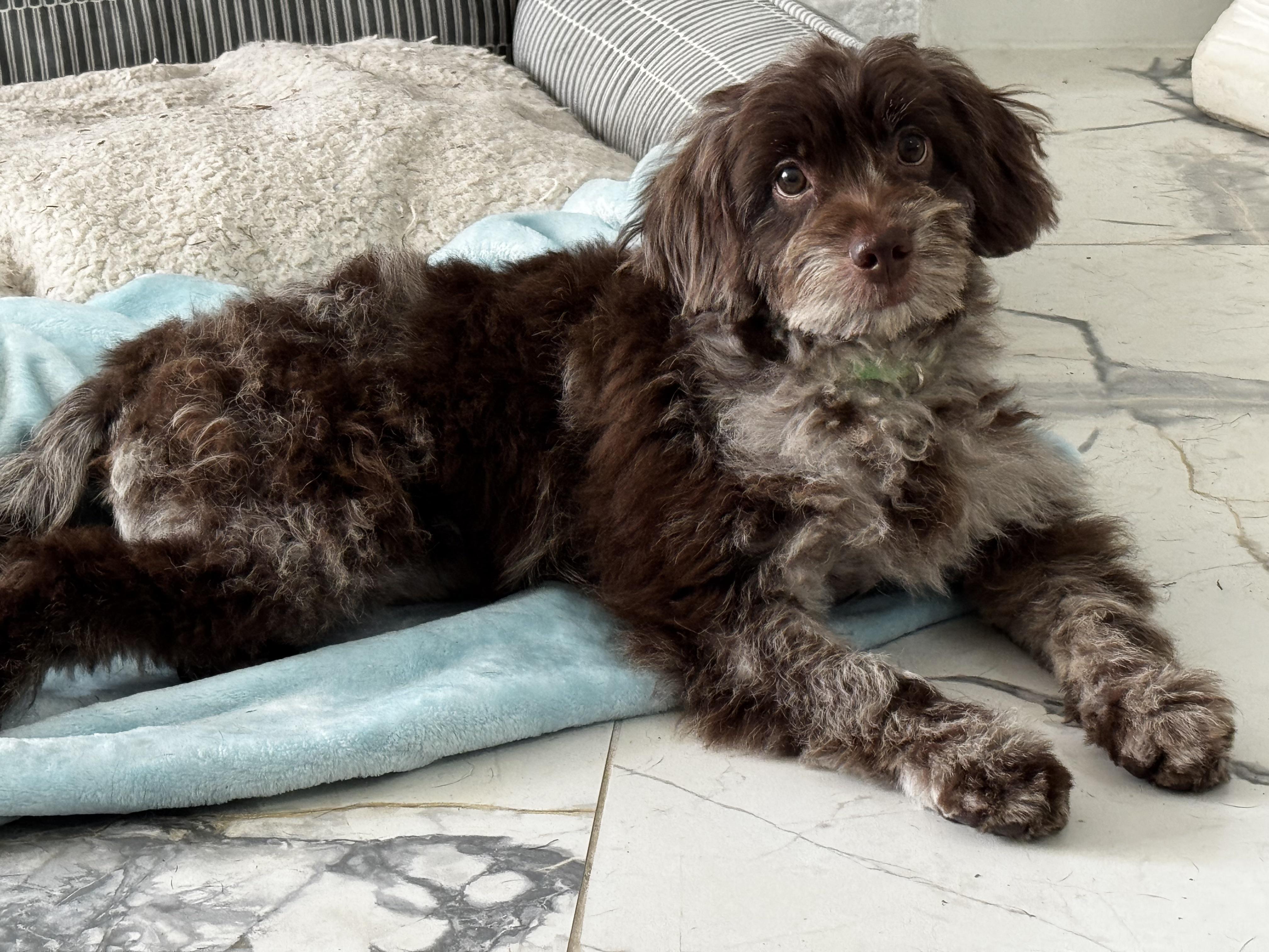 Little Nesquick......, ADOPTABLE, Puppy Male Shih poo.