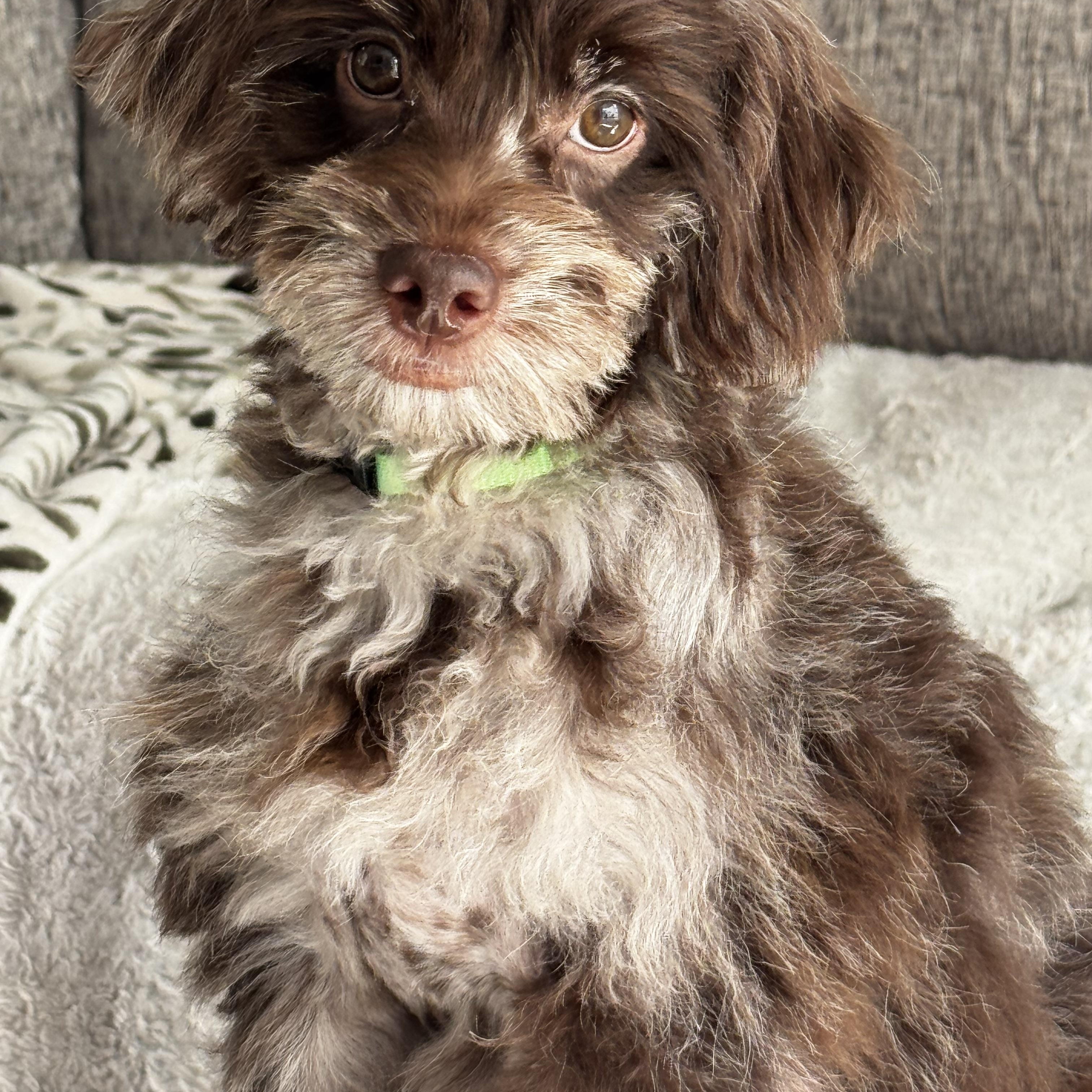 Little Nesquick......, adopted, Puppy Male Shih poo.