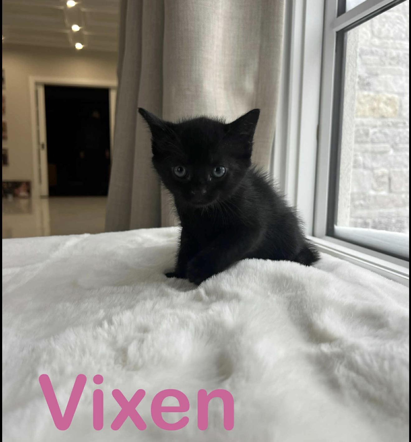 Prancer And Siblings thumbnail 6