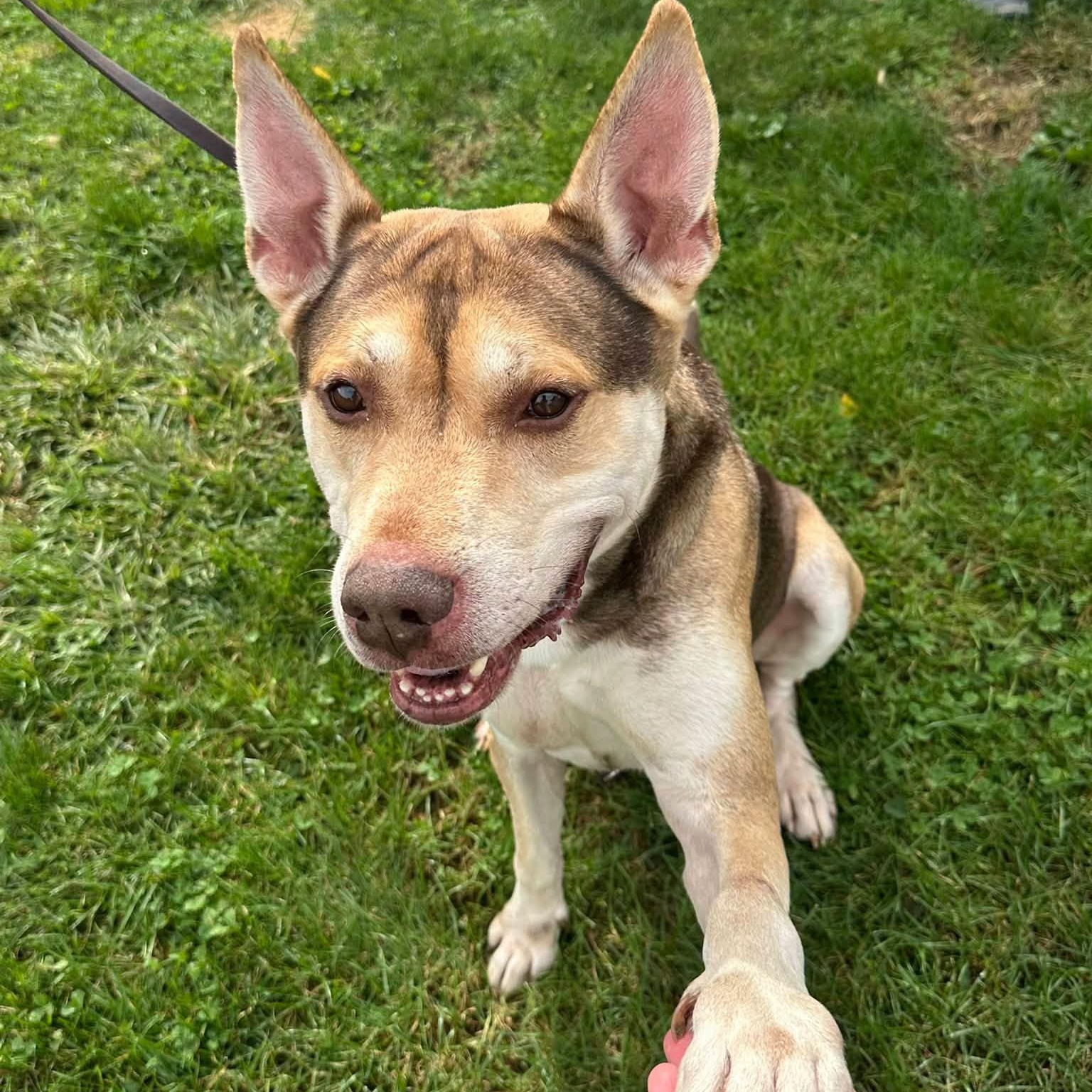 Enlarge Forest, a Adoptable mixed breed in Washington, PA image 4/6