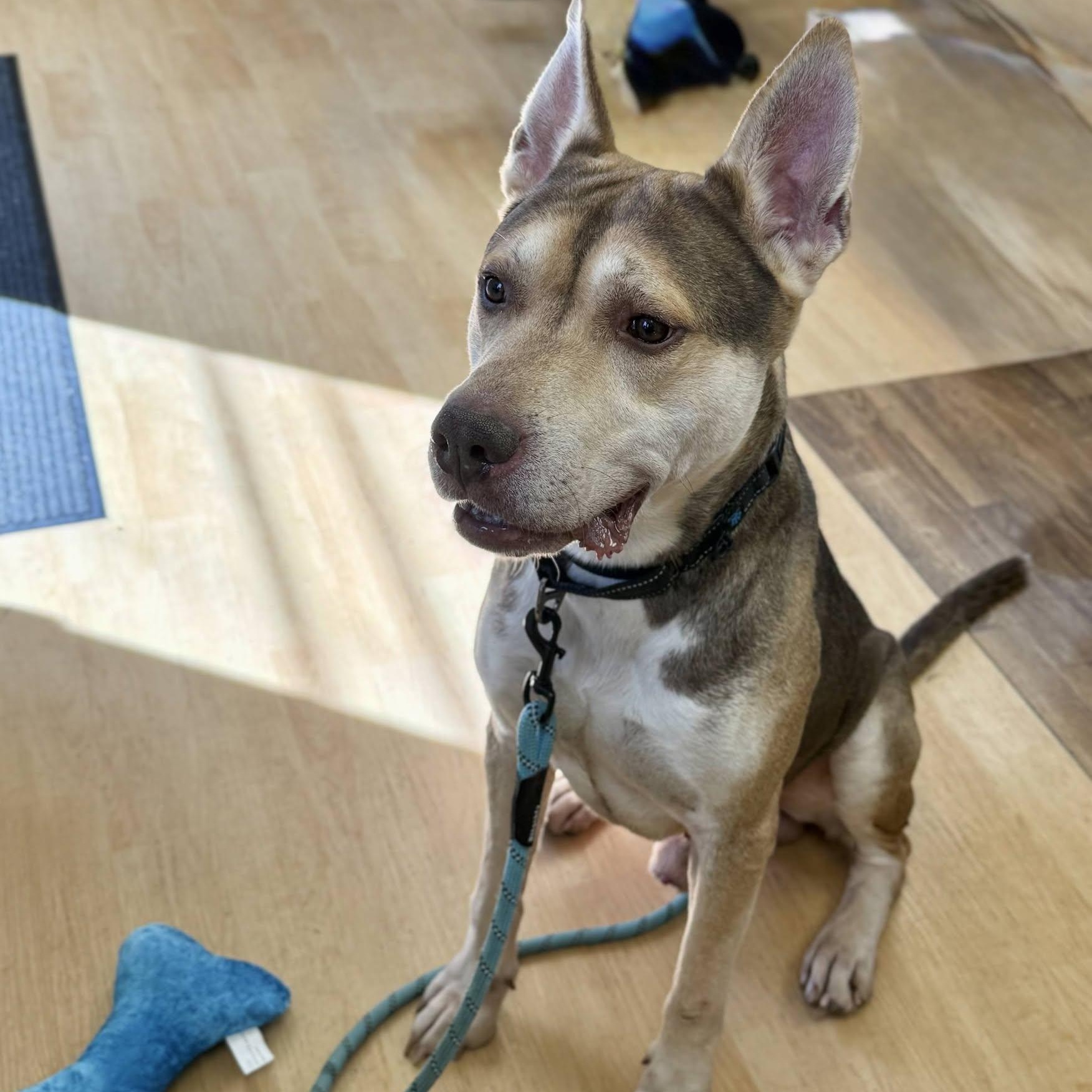 Enlarge Forest, a Adoptable mixed breed in Washington, PA image 5/6