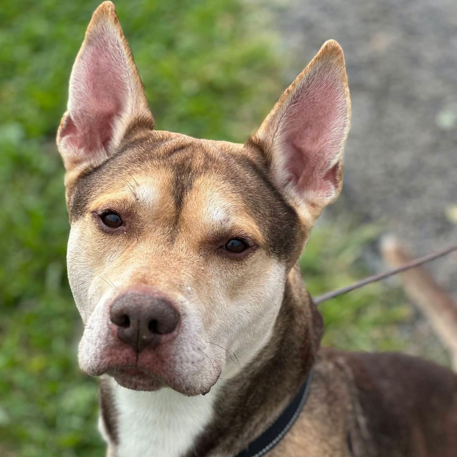 Enlarge Forest, a Adoptable mixed breed in Washington, PA image 3/6