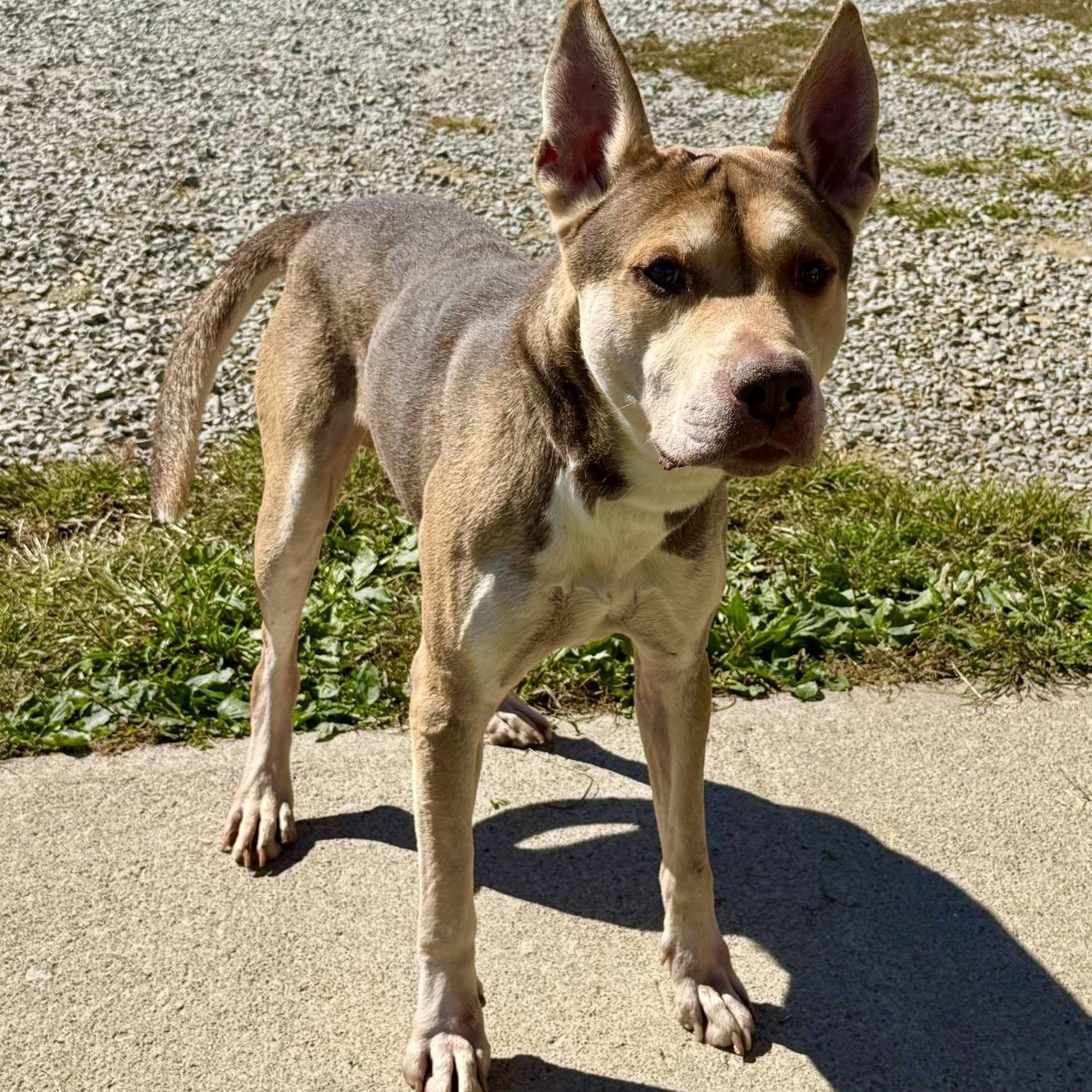 Enlarge Forest, a Adoptable mixed breed in Washington, PA image 6/6
