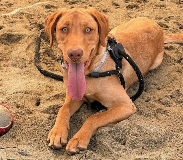 Enlarge FLASH, a Adoptable mixed breed in Salinas, CA image 1/1