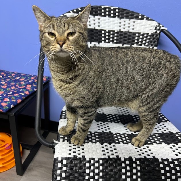 Enlarge Nick, a Adoptable Tabby in Flint, TX image 1/6