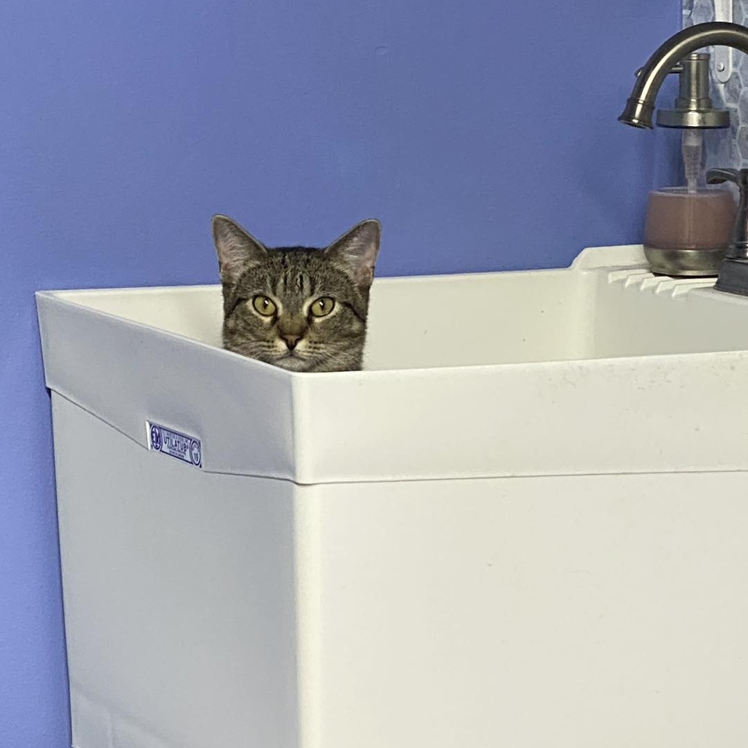 Enlarge Nick, a Adoptable Tabby in Flint, TX image 4/6