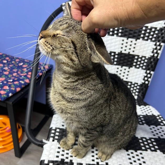 Enlarge Nick, a Adoptable Tabby in Flint, TX image 6/6