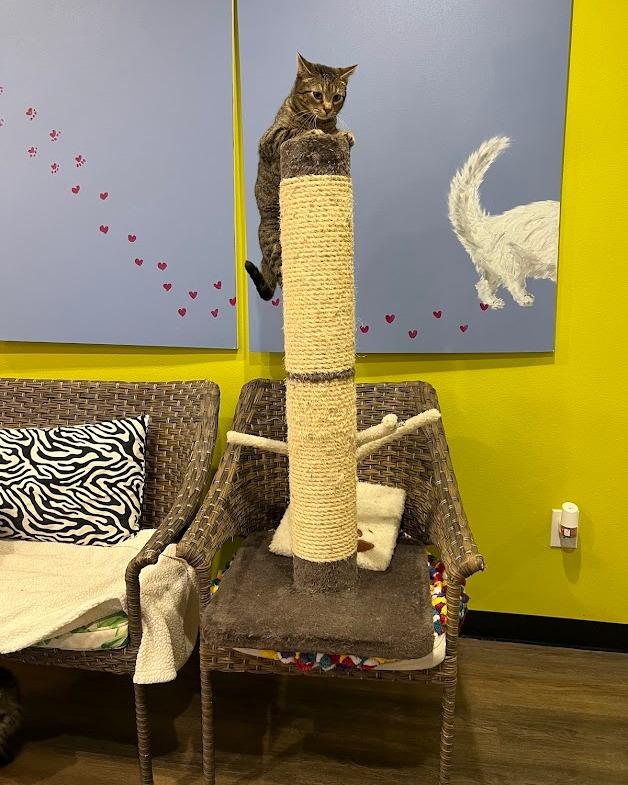 Nick, Adoptable, Adult Male Tabby.