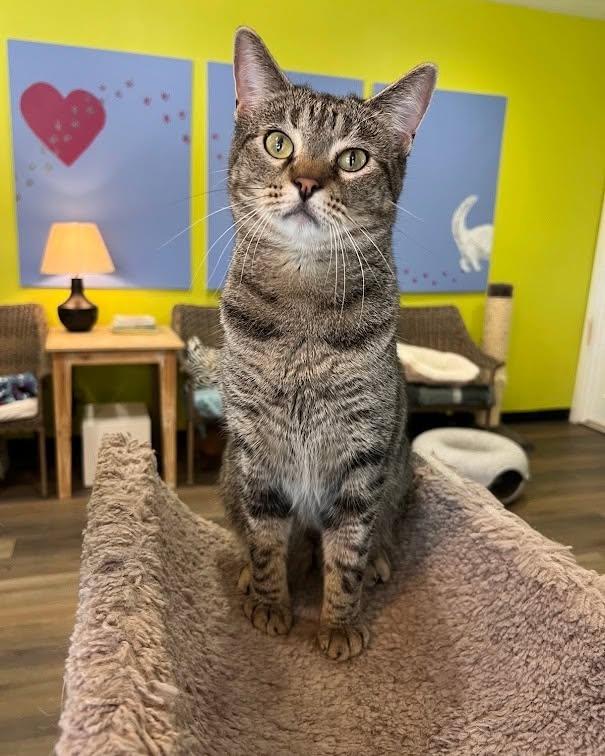 Nick, Adoptable, Adult Male Tabby.