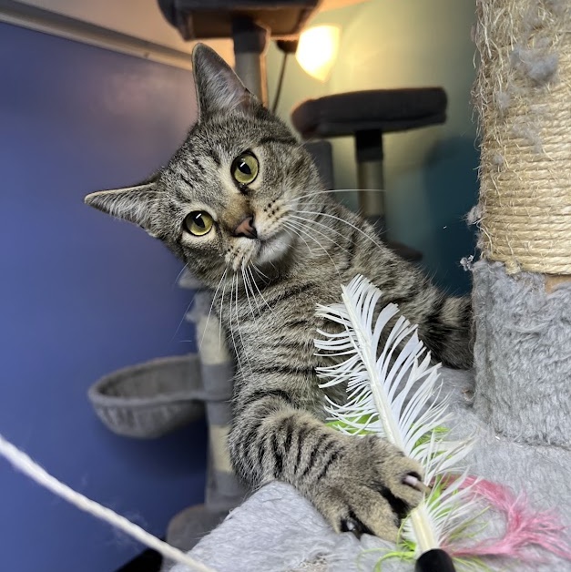 Enlarge Nick, a Adoptable Tabby in Flint, TX image 3/6