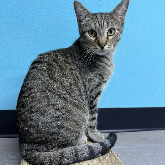 Enlarge Nick, a Adoptable Tabby in Flint, TX image 2/6