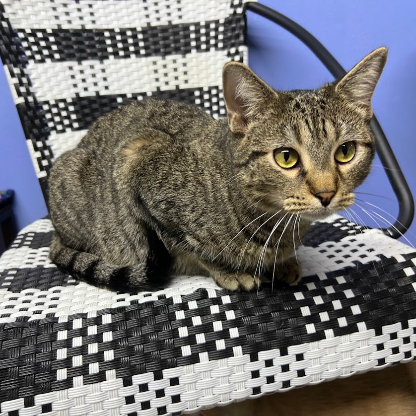 Enlarge Nick, a Adoptable Tabby in Flint, TX image 5/6