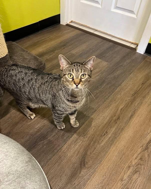 Enlarge Nick, a Adoptable Tabby in Flint, TX image 6/6
