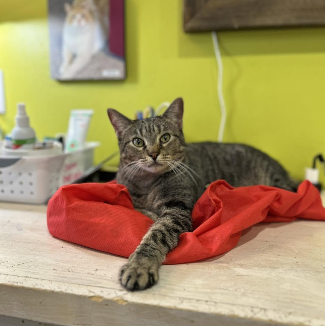 Enlarge Nick, a Adoptable Tabby in Flint, TX image 2/6