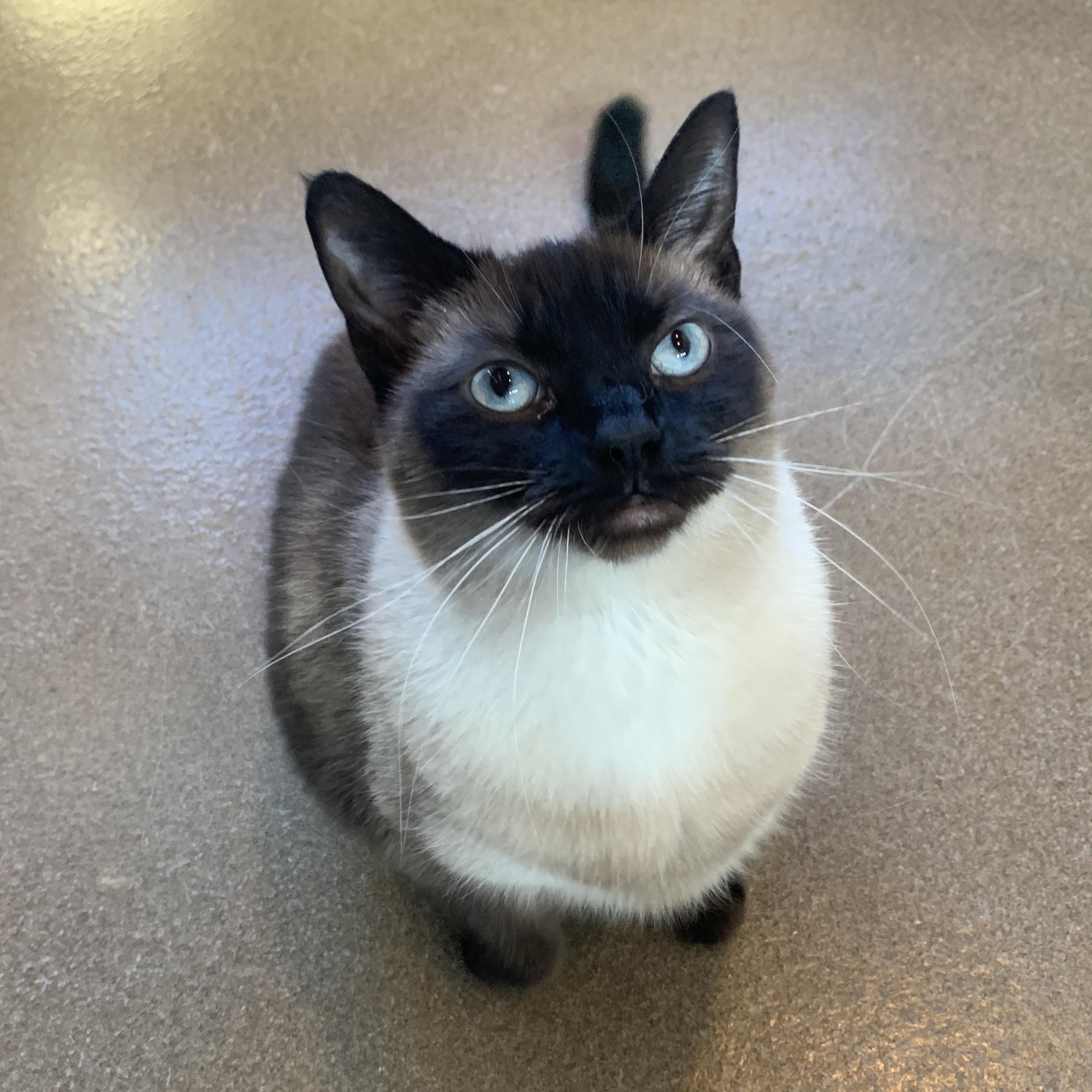 Enlarge Dutchess, an adopted Siamese in Winchester, VA image 4/5