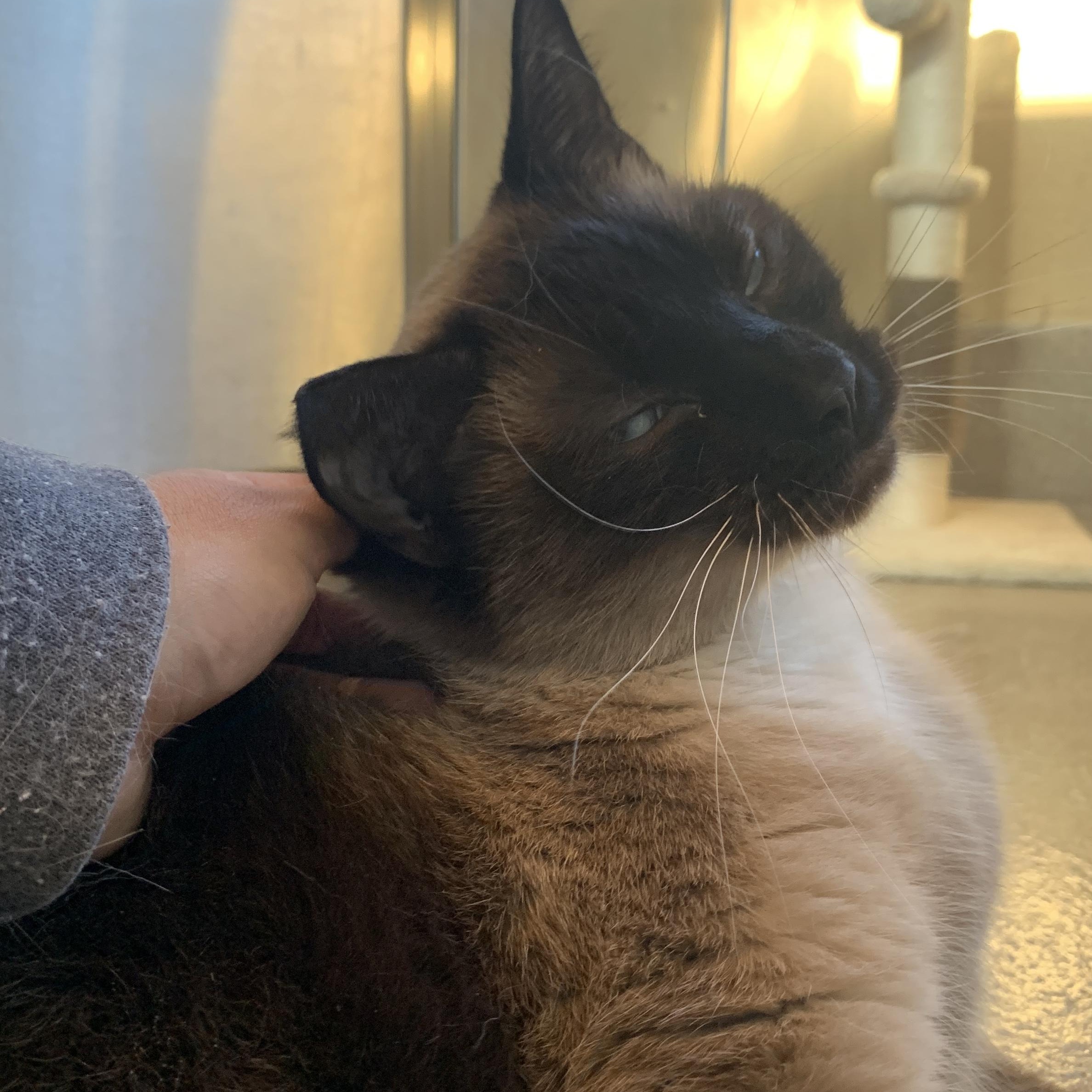 Enlarge Dutchess, an adopted Siamese in Winchester, VA image 2/5