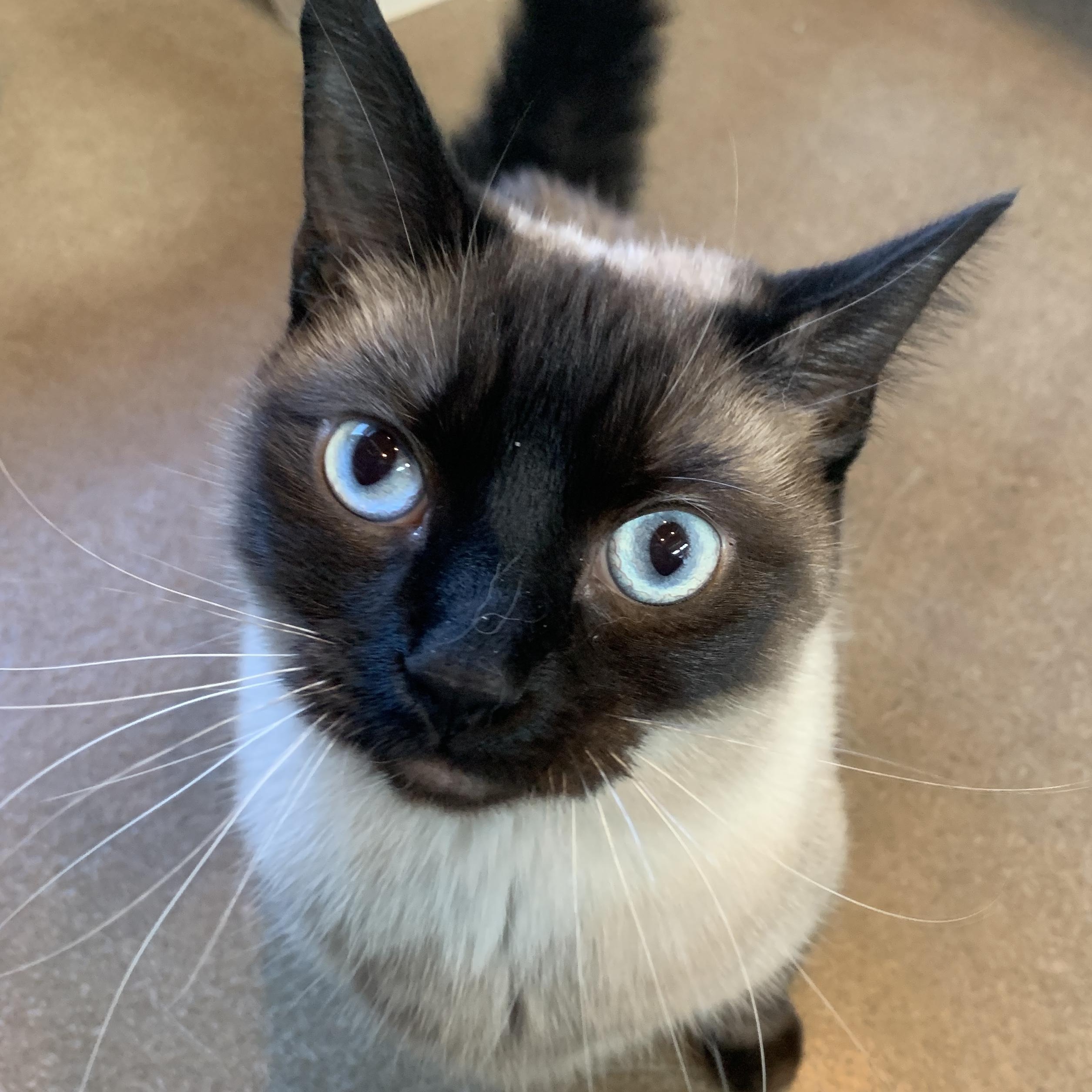 Enlarge Dutchess, an adopted Siamese in Winchester, VA image 1/5