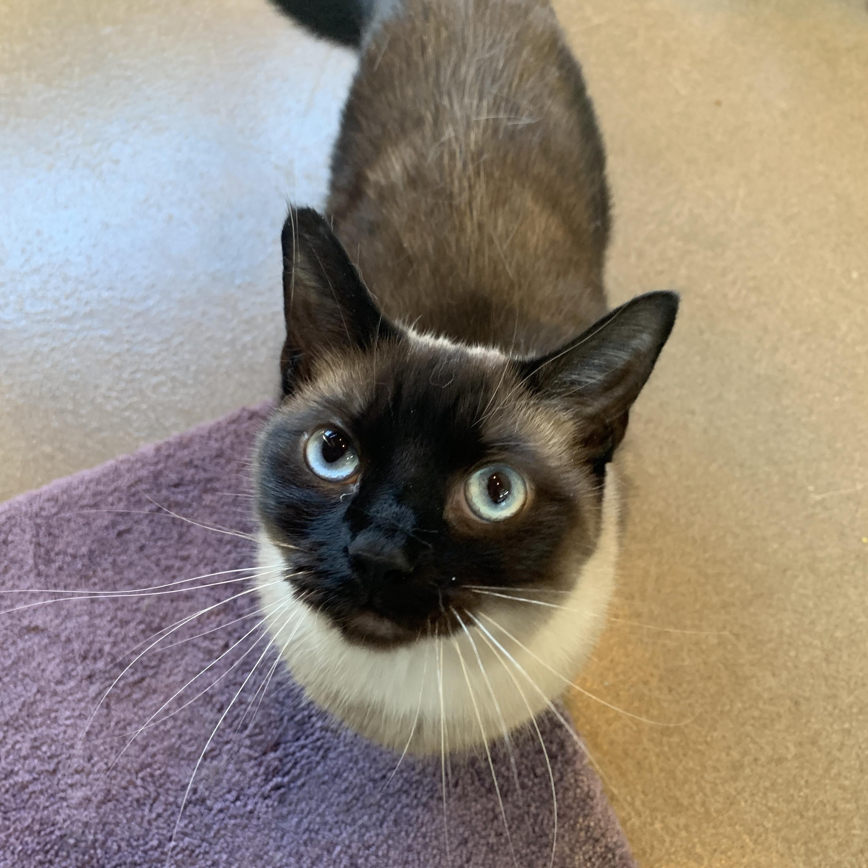 Enlarge Dutchess, an adopted Siamese in Winchester, VA image 5/5