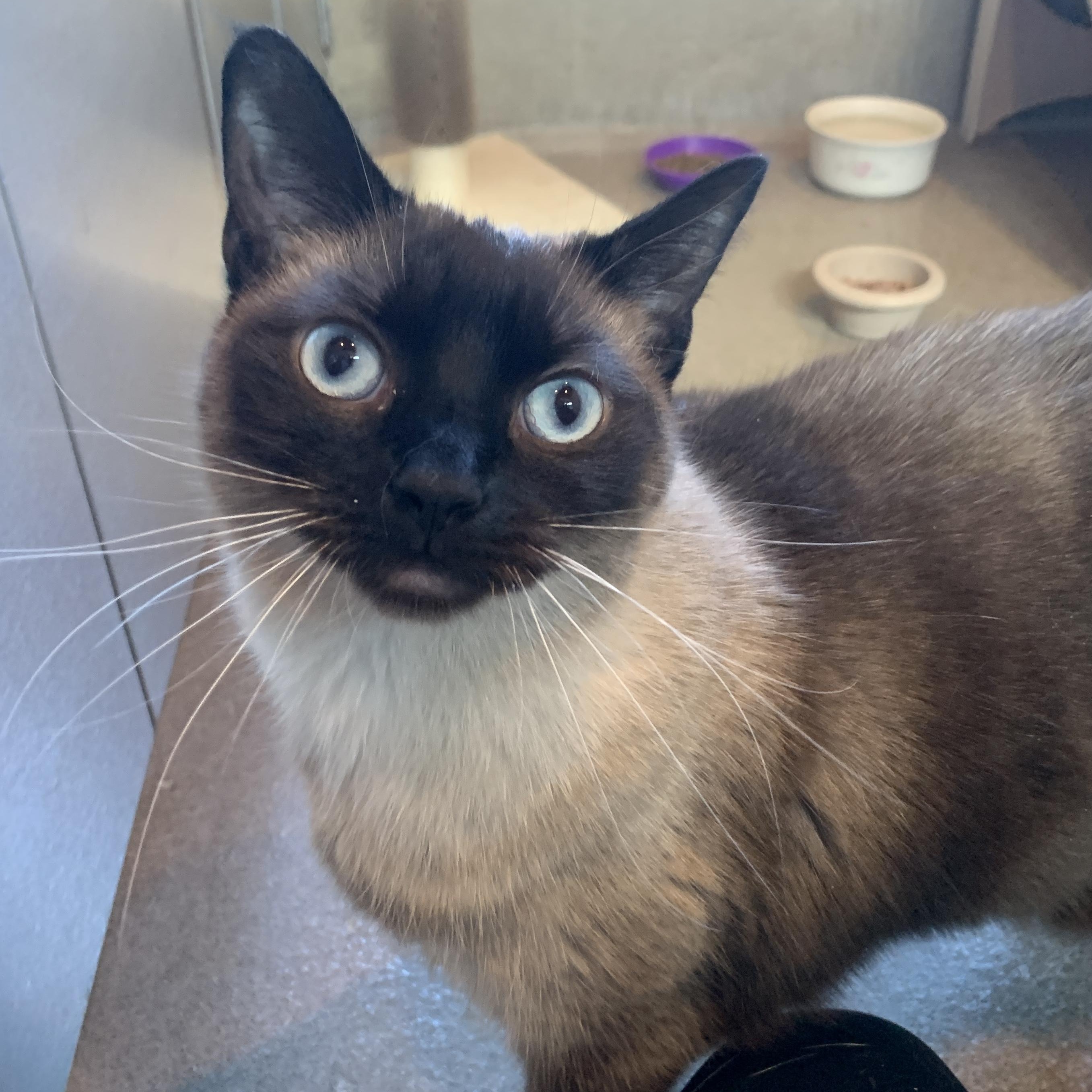 Enlarge Dutchess, an adopted Siamese in Winchester, VA image 3/5