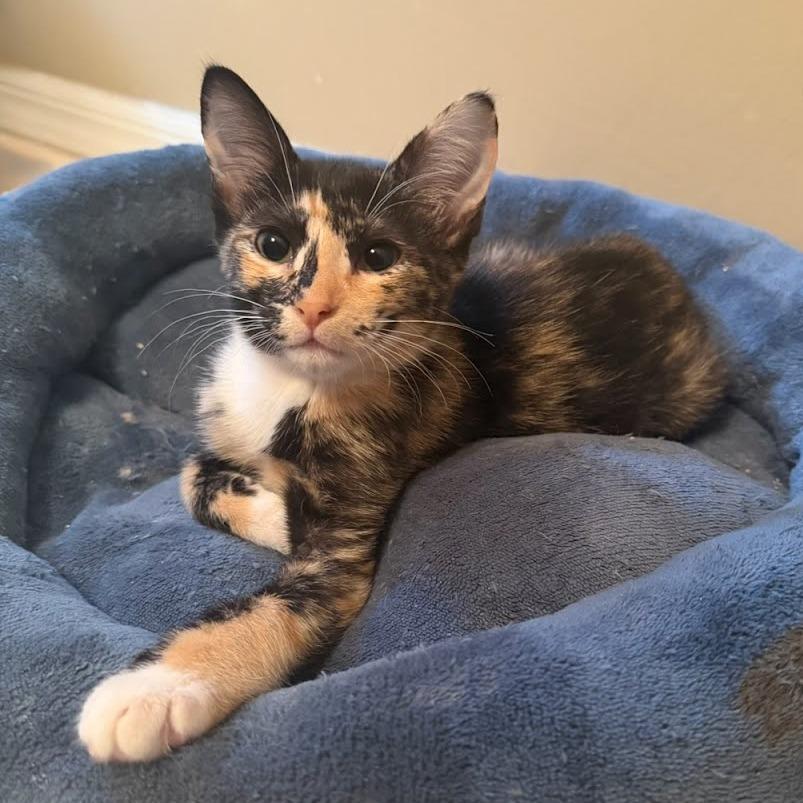 Luna, Adoptable, Kitten Female Domestic Short Hair.
