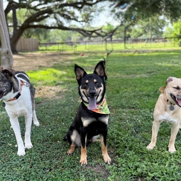 Rocky a ball-loving good time — thumbnail 5