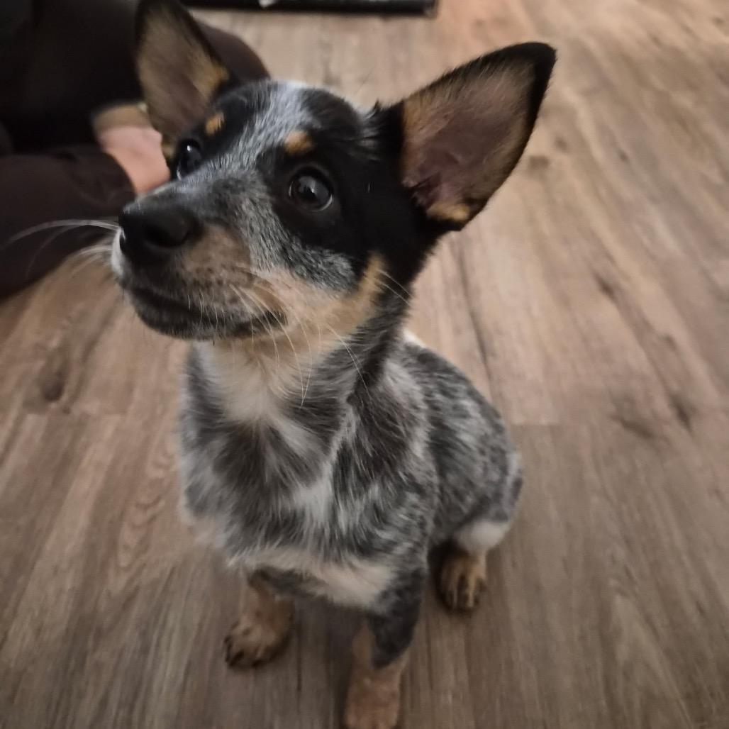 Echo, Adoptable, Puppy Female Australian Cattle Dog / Blue Heeler.