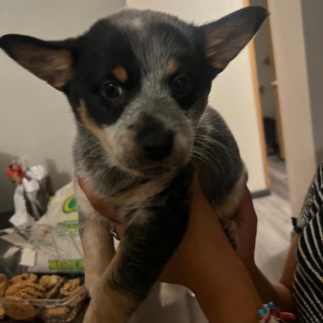 Enlarge Echo, a Adoptable Australian Cattle Dog / Blue Heeler in Cashmere, WA image 2/3