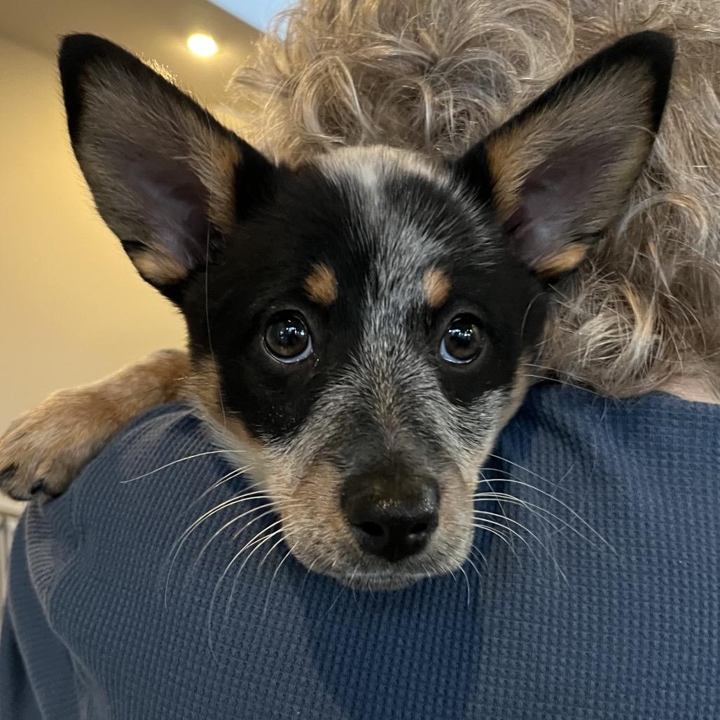Enlarge Echo, a Adoptable Australian Cattle Dog / Blue Heeler in Cashmere, WA image 3/3