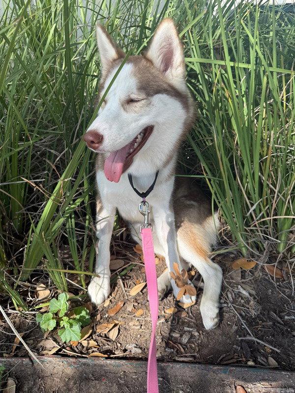 Honey *Foster Needed*, Adoptable, Young Female Siberian Husky.