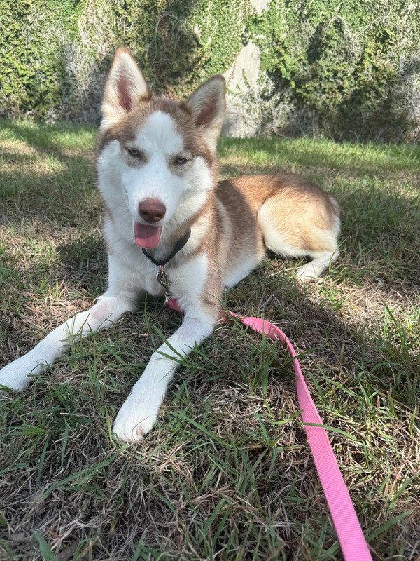 Enlarge Honey *Foster Needed*, a Adoptable Siberian Husky in Carrollton, TX image 2/3