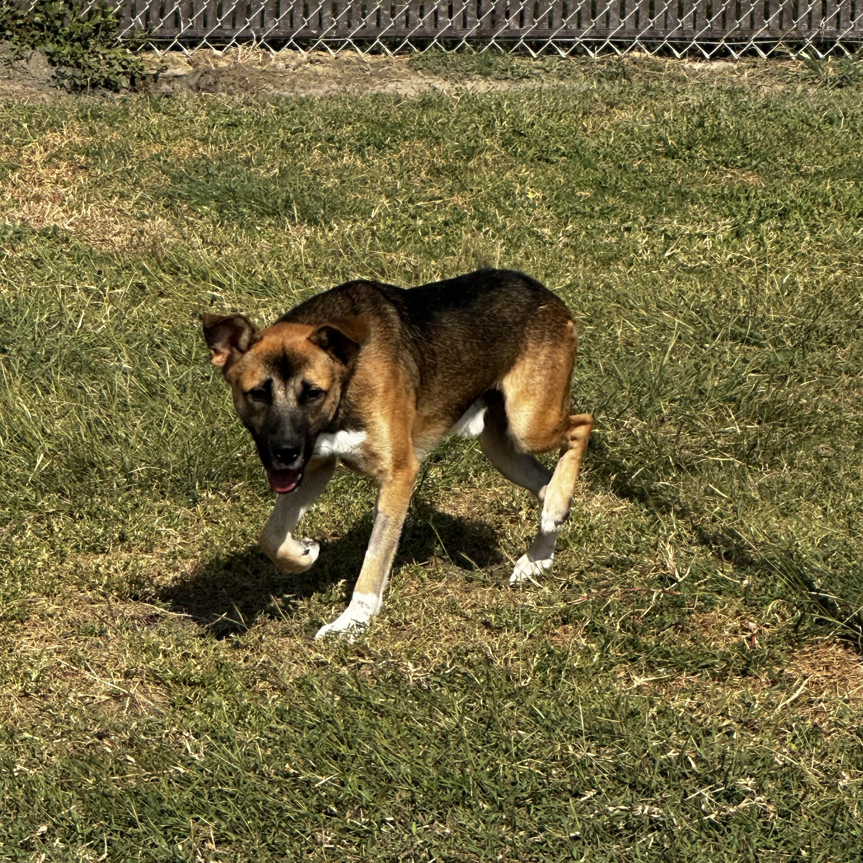 Finn, a Adoptable mixed breed in Port Lavaca, TX image 3/5