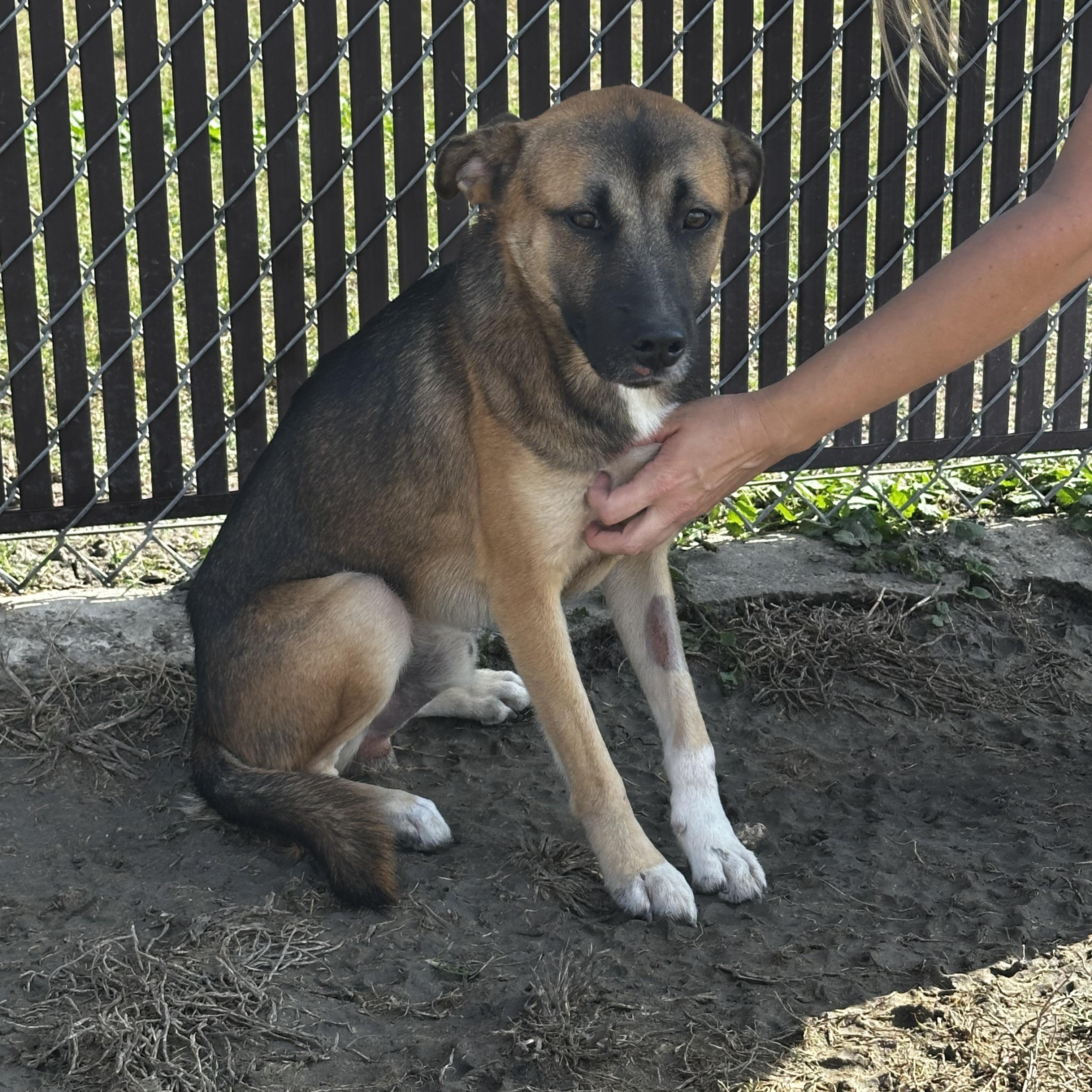 Finn, a Adoptable mixed breed in Port Lavaca, TX image 4/5