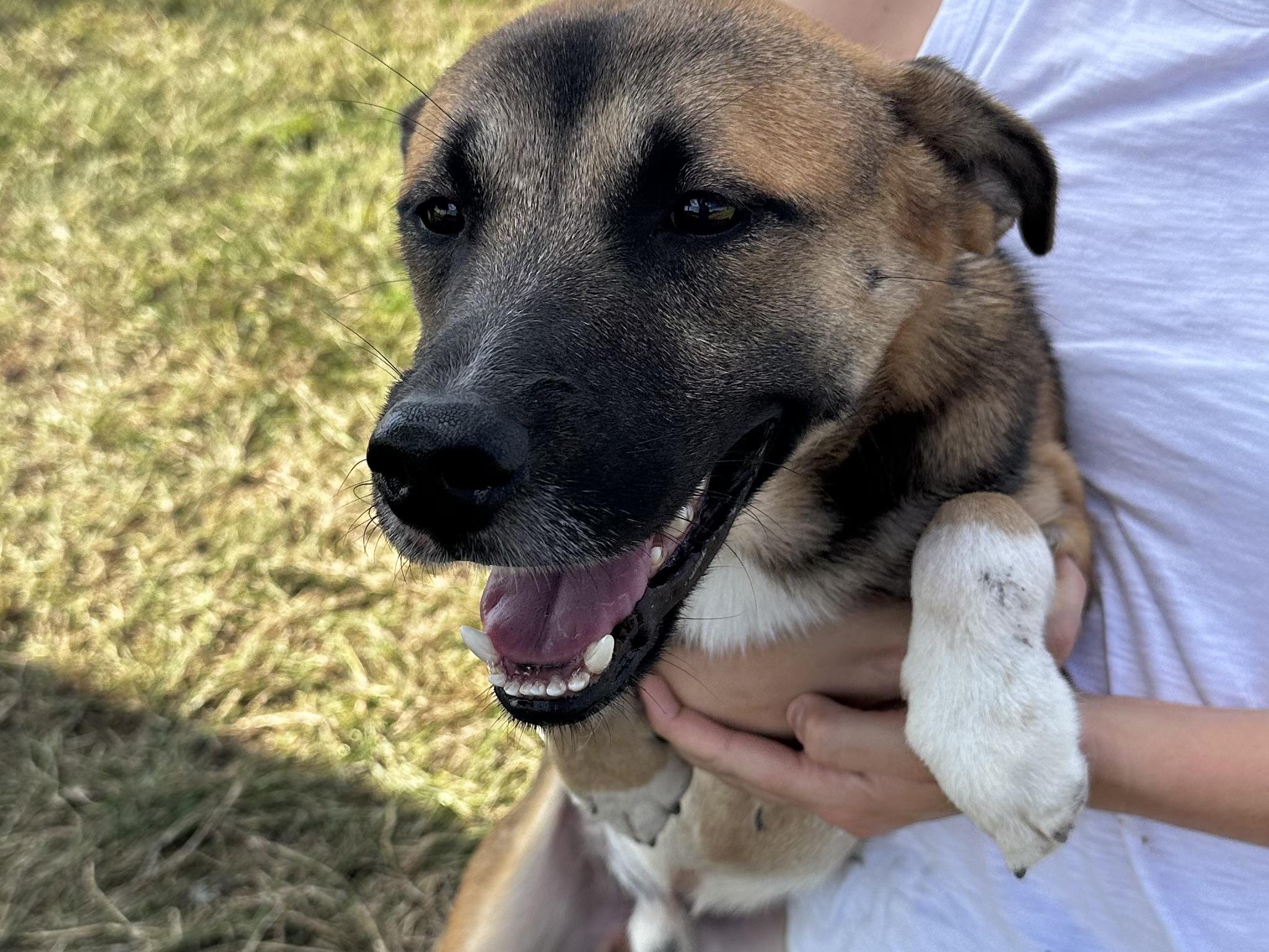 Finn, Adoptable, Young Male Shepherd.