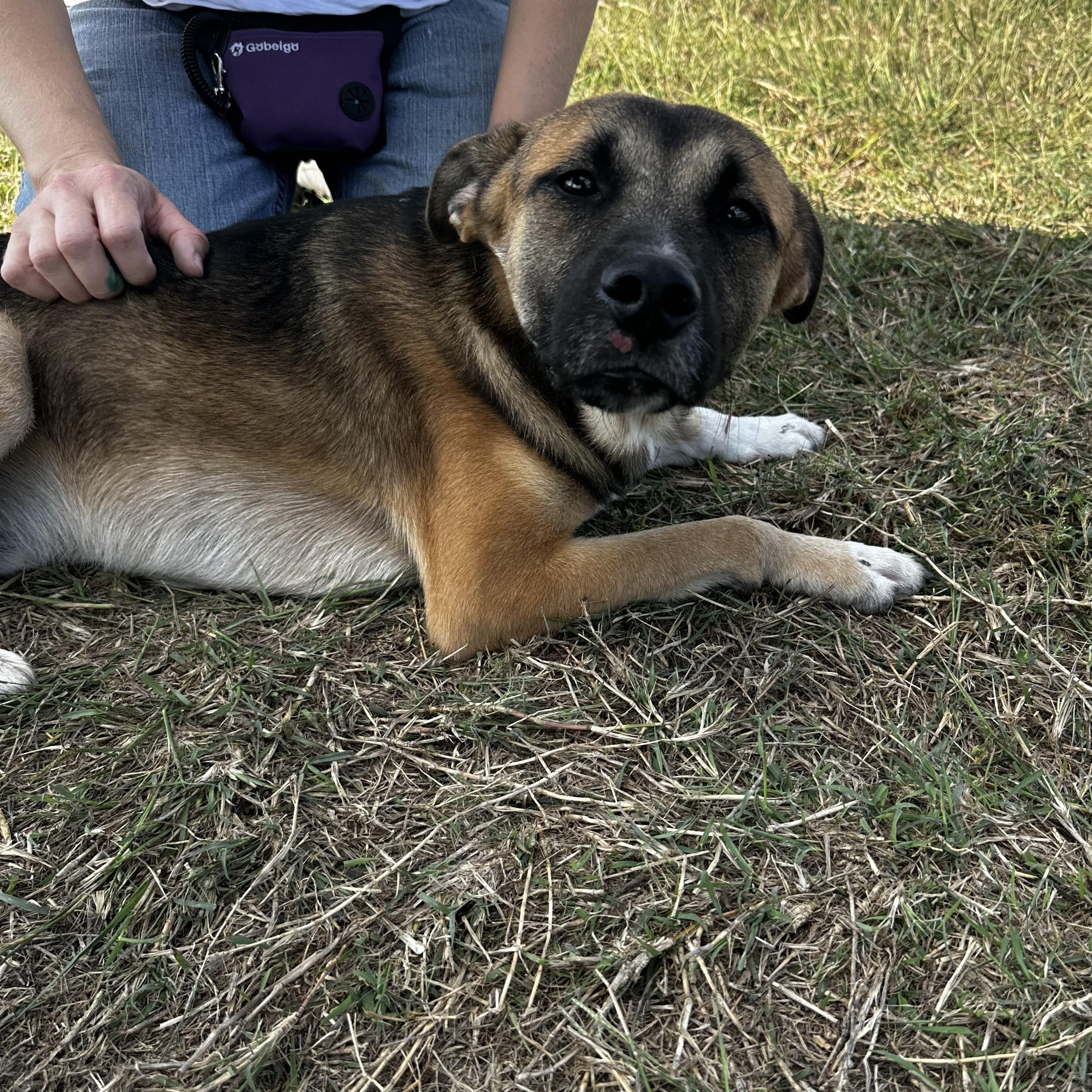 Finn, a Adoptable mixed breed in Port Lavaca, TX image 2/5