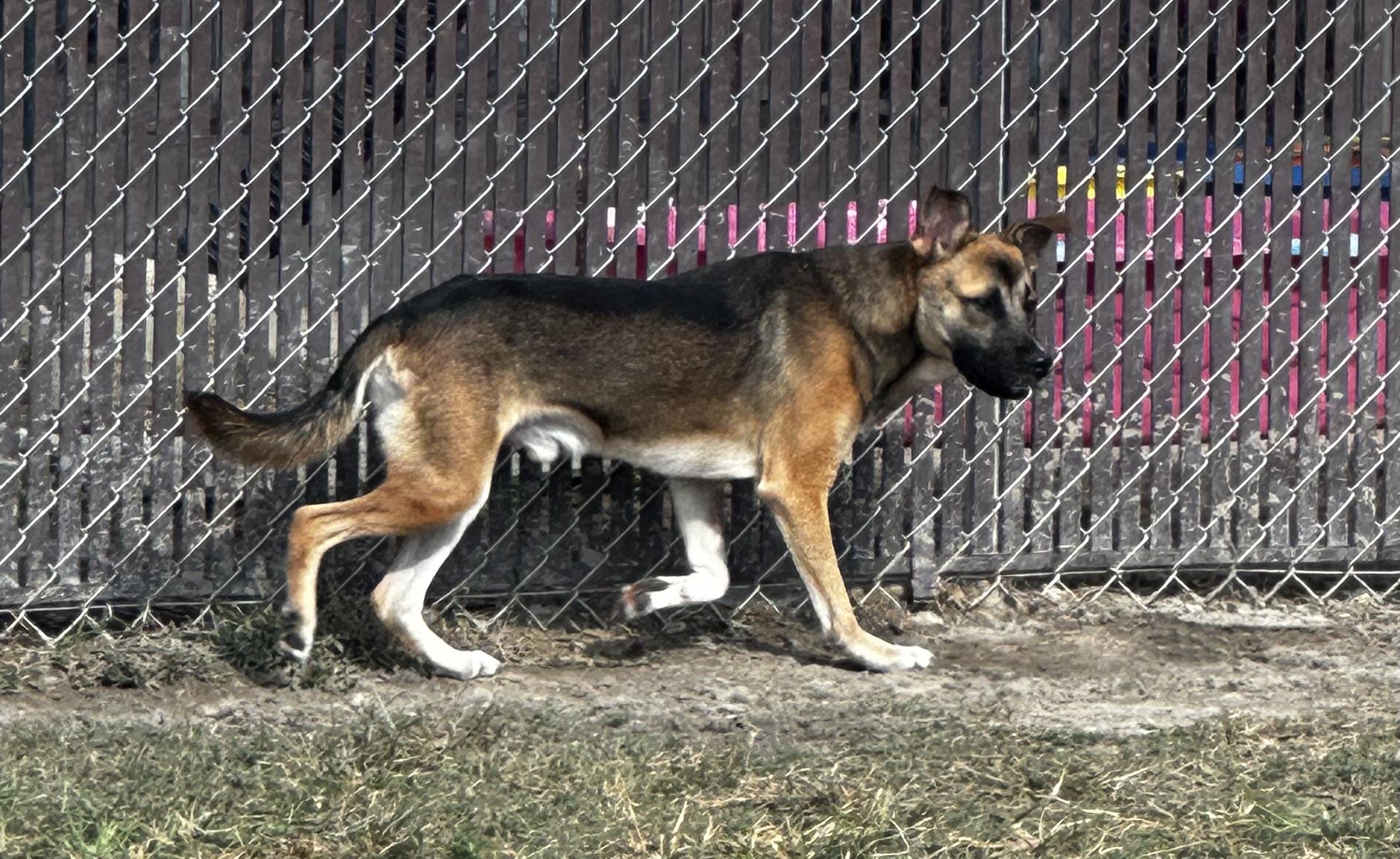 Finn, a Adoptable mixed breed in Port Lavaca, TX image 5/5