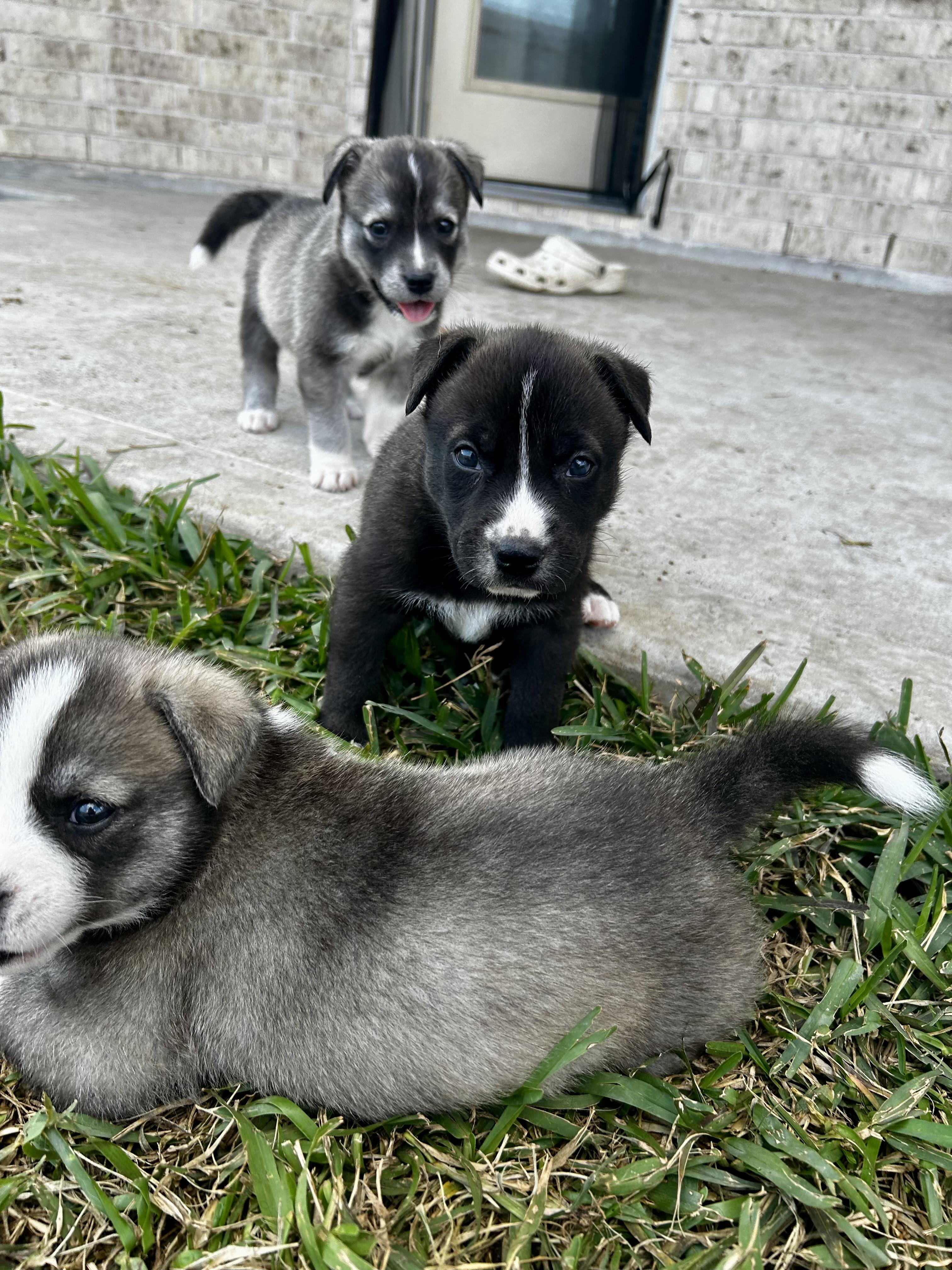 Enlarge Fern, a ADOPTABLE mixed breed in Orlando, FL image 1/1