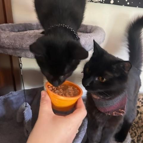 Biscuit and Sardine, Adoptable, Kitten Female Domestic Short Hair.