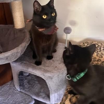 Enlarge Biscuit and Sardine, a Adoptable Domestic Short Hair in Manchester, CT image 4/6
