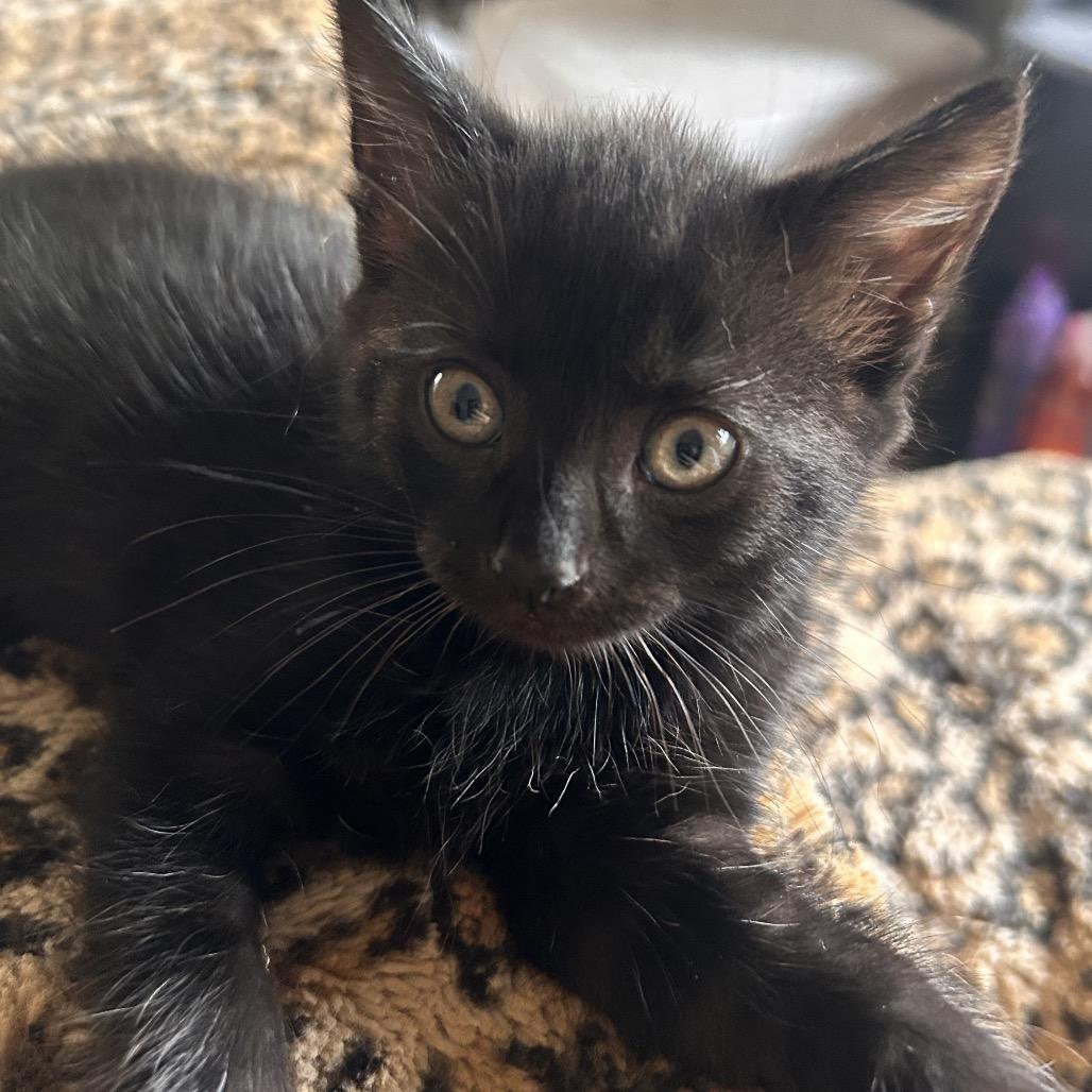 Enlarge Biscuit and Sardine, a Adoptable Domestic Short Hair in Manchester, CT image 5/6