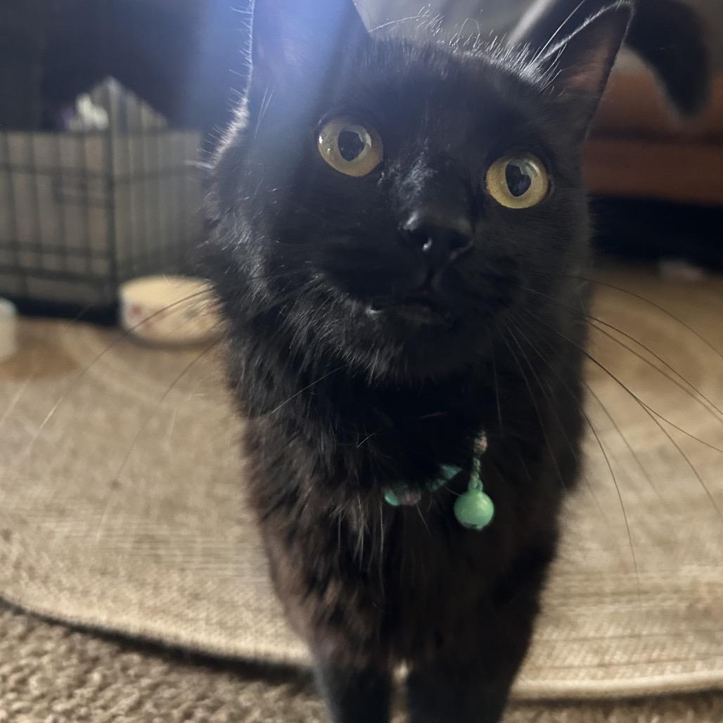 Enlarge Biscuit and Sardine, a Adoptable Domestic Short Hair in Manchester, CT image 6/6