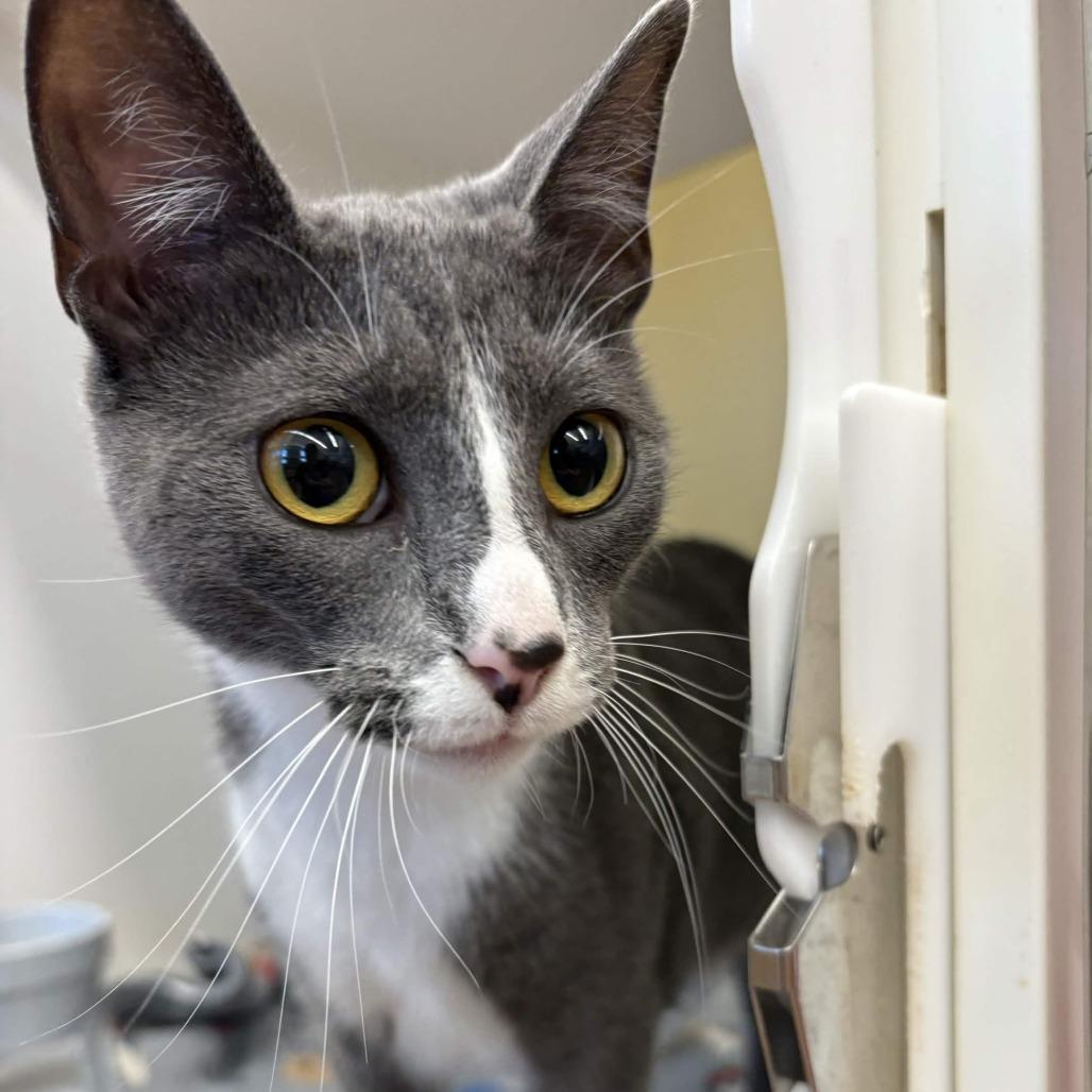 Alexander the Great, Adoptable, Adult Male Domestic Short Hair.